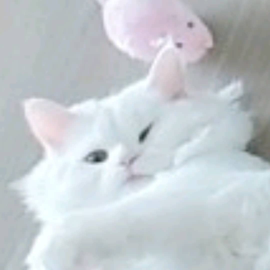 신화 앤디 결혼안하는 이유 | 인스티즈