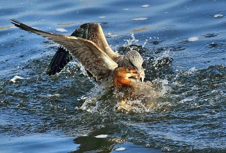 누가 자기 근처에서 뭘 먹는 것만 보면 눈이 돌아버리는 조류계의 조폭 | 인스티즈