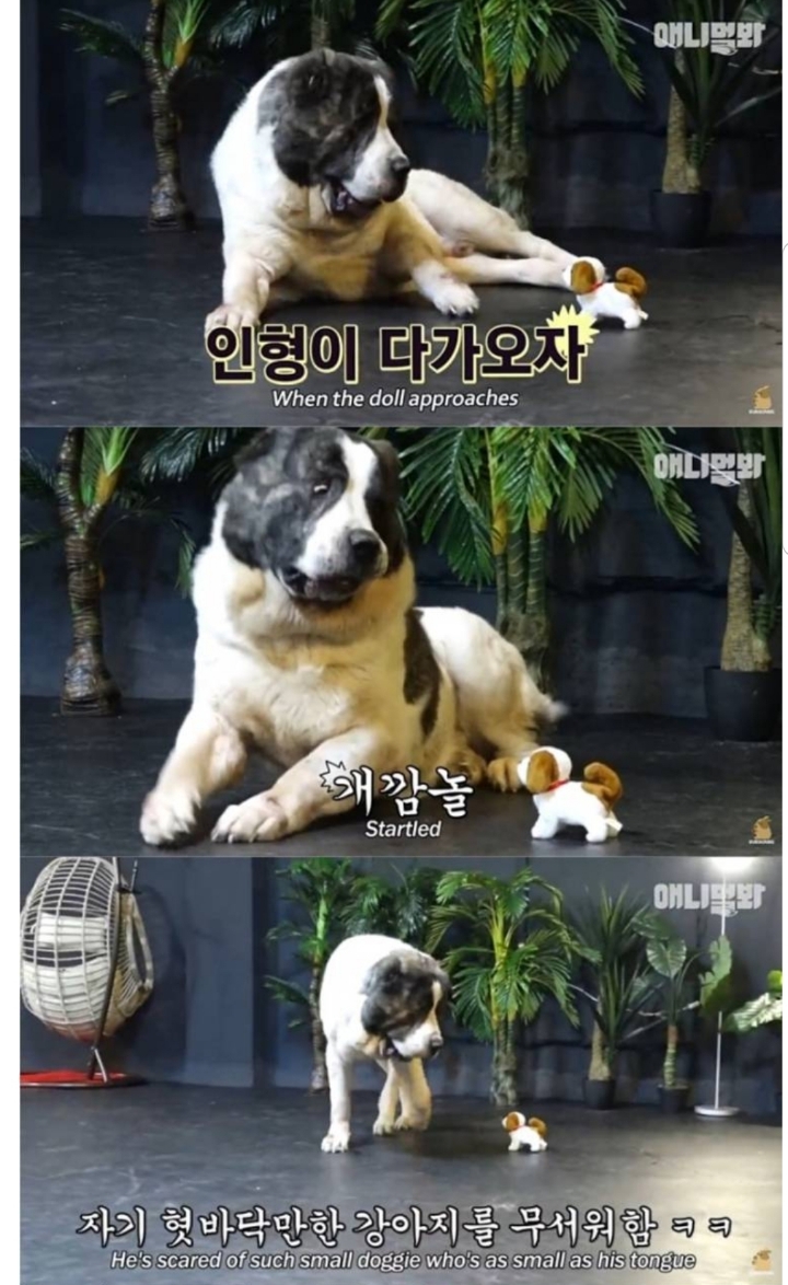 키 2미터 몸무게 120kg 강아지 금강이.jpg | 인스티즈