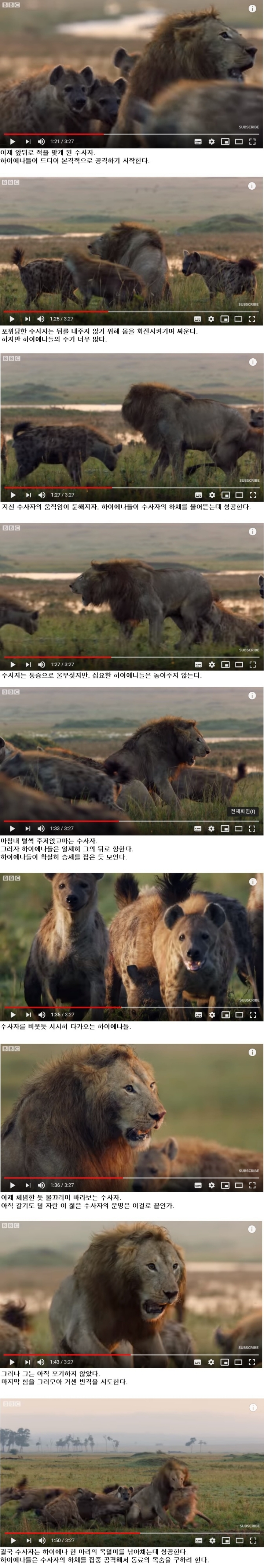 하이에나 무리에 포위된 수사자 | 인스티즈