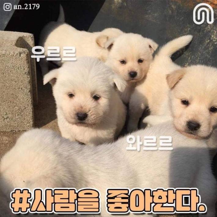 시골 강아지들의 특징.jpg | 인스티즈