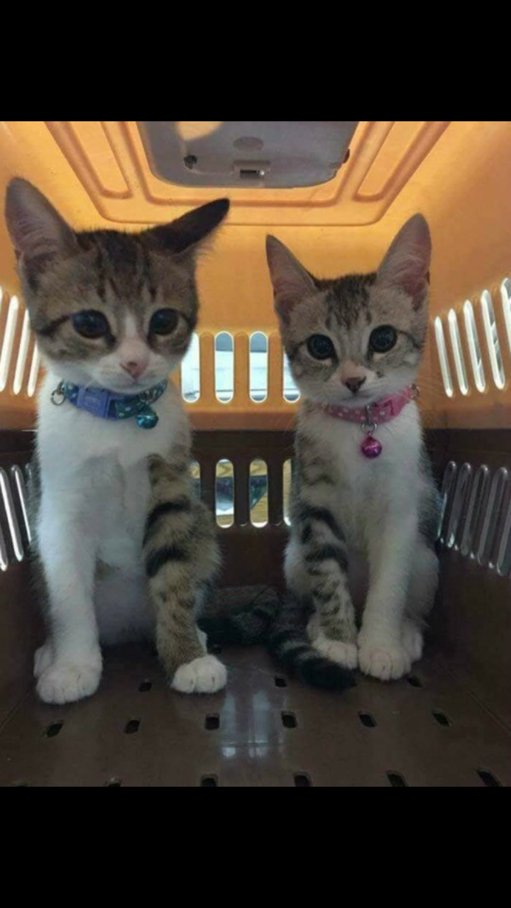 양말 하나씩 나눠신은 아기 고양이들.jpg | 인스티즈