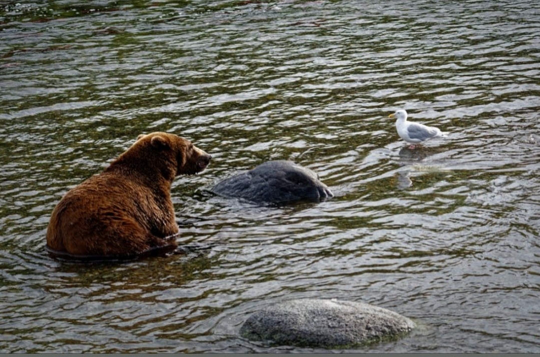 곰 주위에 새가 많은 이유 | 인스티즈