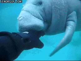 아마존강에서 볼 수 있는 소물고기.jpgif | 인스티즈