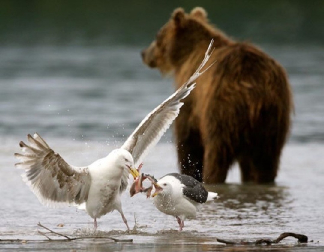 곰 주위에 새가 많은 이유 | 인스티즈