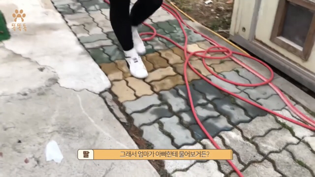 아무도 찾지 않는 믹스견 이야기 | 인스티즈