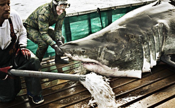 수족관에 백상아리가 없는 이유 | 인스티즈