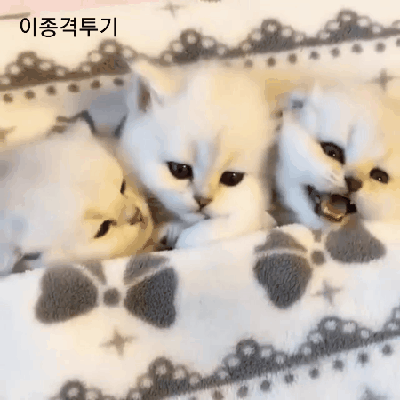 잠 깨우는 법 .gif | 인스티즈