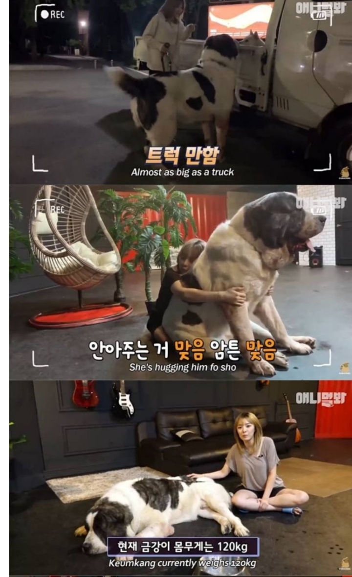 키 2미터 몸무게 120kg 강아지 금강이.jpg | 인스티즈