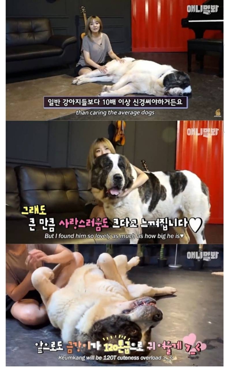 키 2미터 몸무게 120kg 강아지 금강이.jpg | 인스티즈