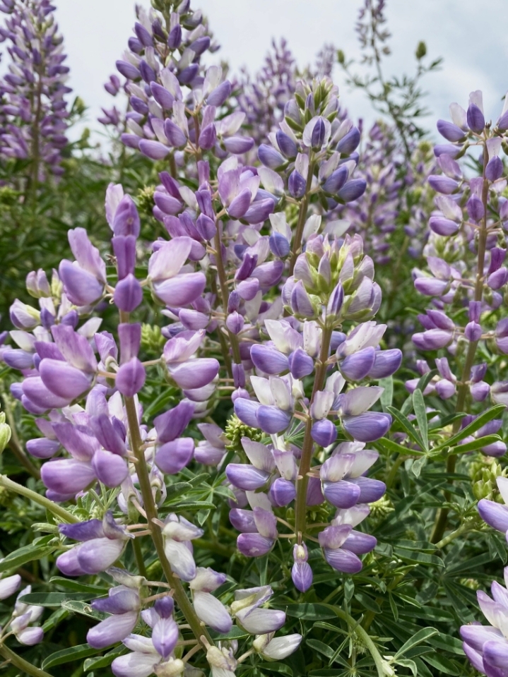 신기한 마술.gif | 인스티즈