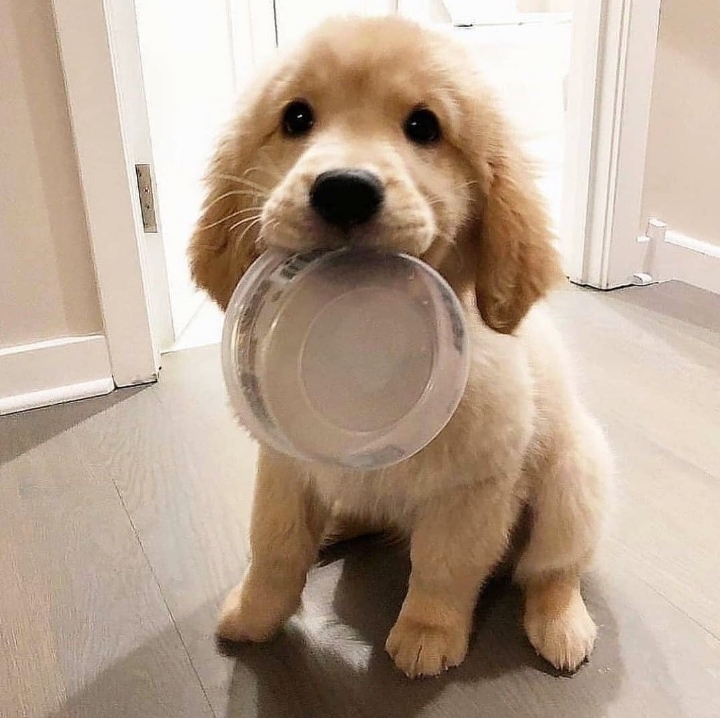 "골든 리트리버" 강아지(사진많음. 데이터주의) | 인스티즈