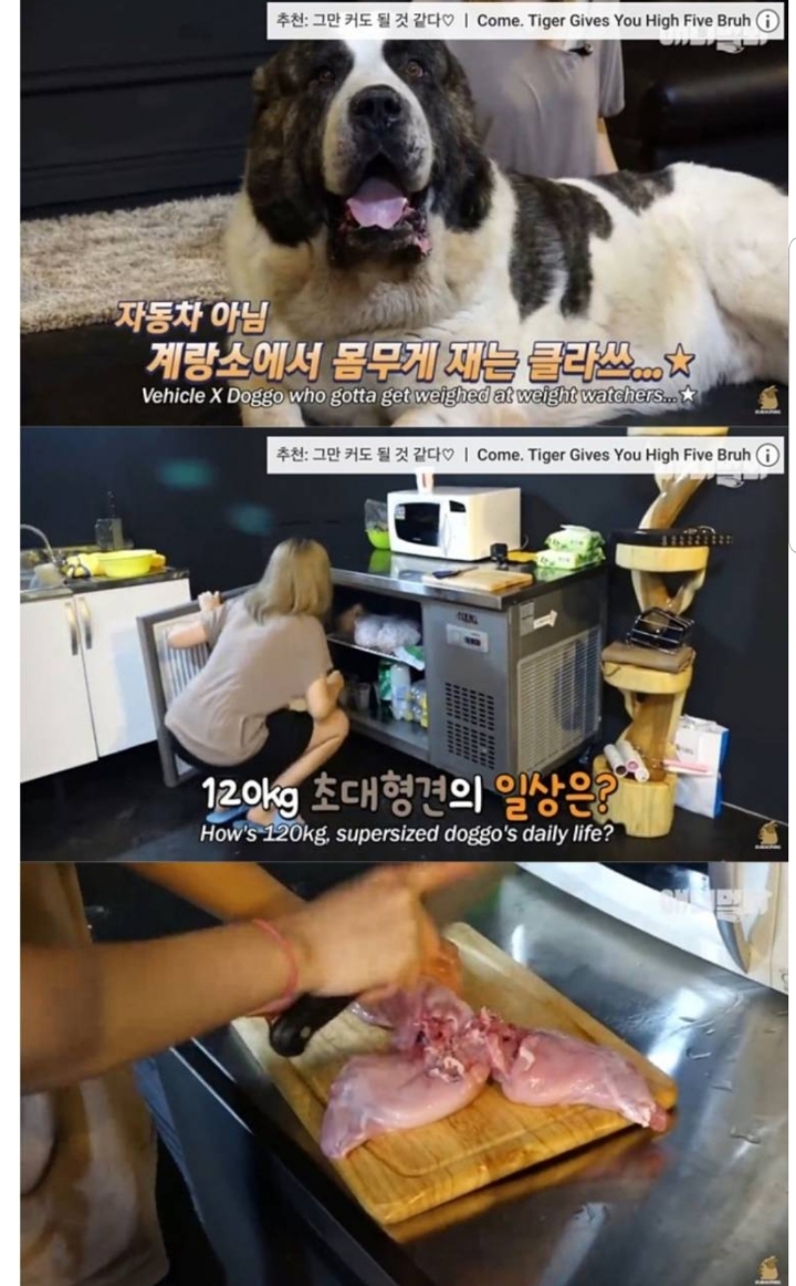 키 2미터 몸무게 120kg 강아지 금강이.jpg | 인스티즈