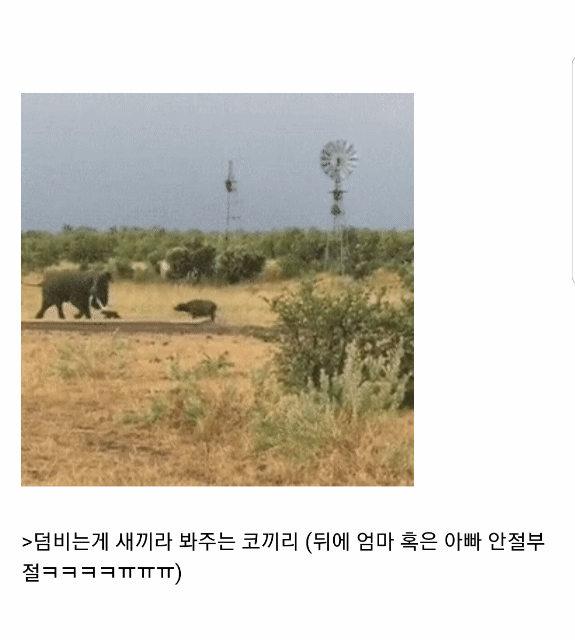 코끼리는 인간을 귀여운 강아지라고 생각한다...gif | 인스티즈