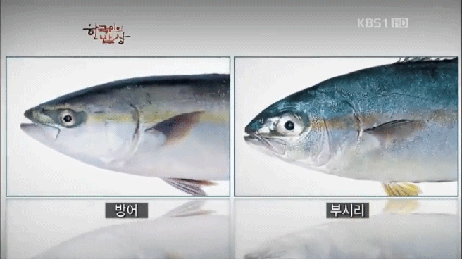 한국인의 밥상 제주 방어편 | 인스티즈