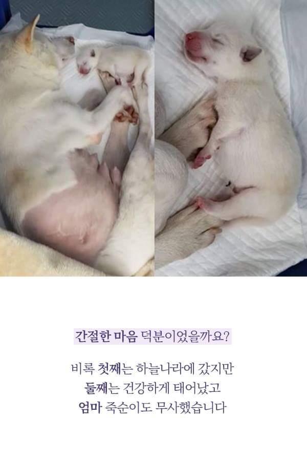 칼에 찔렸던 유기견 죽순이에게 일어난 기적 | 인스티즈