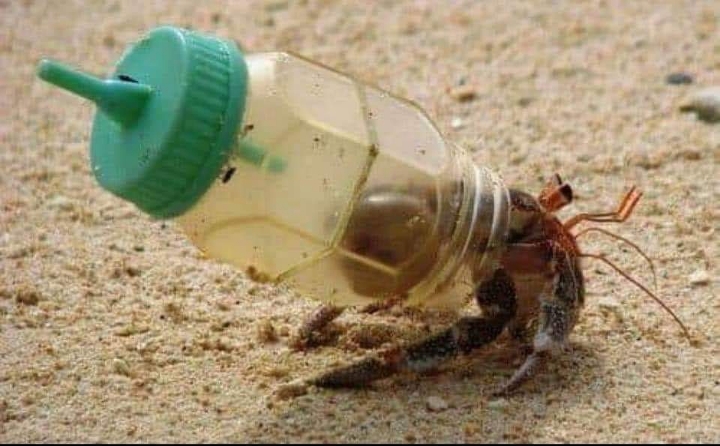 이 사진을 보면 우리가 무엇을 해야하는지 알게됩니다 | 인스티즈