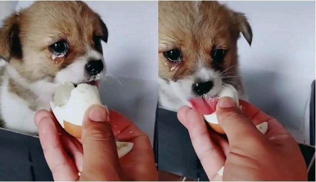 떠돌이 댕댕이에게 계란을 줬더니 | 인스티즈