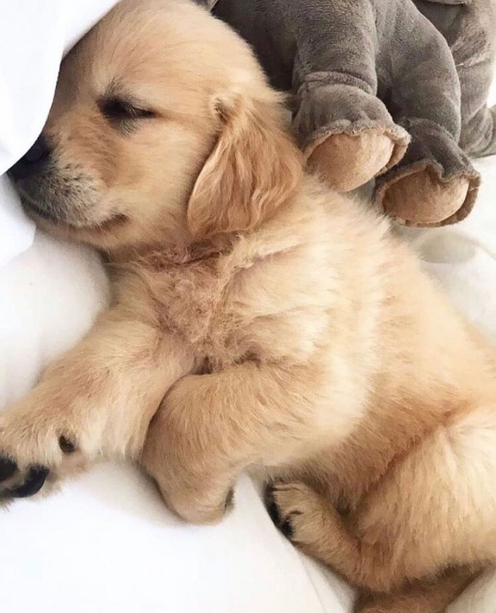 "골든 리트리버" 강아지(사진많음. 데이터주의) | 인스티즈