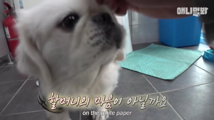 산책로 화장실에 유기된 강아지의 사연.jpg | 인스티즈