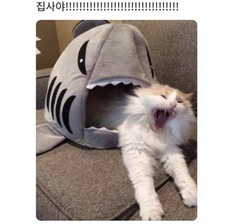 집사야~ | 인스티즈
