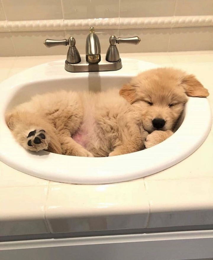 "골든 리트리버" 강아지(사진많음. 데이터주의) | 인스티즈