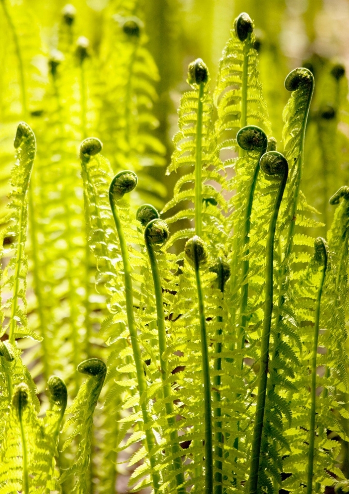 백호가 멸종 되어야 하는 이유.jpg | 인스티즈