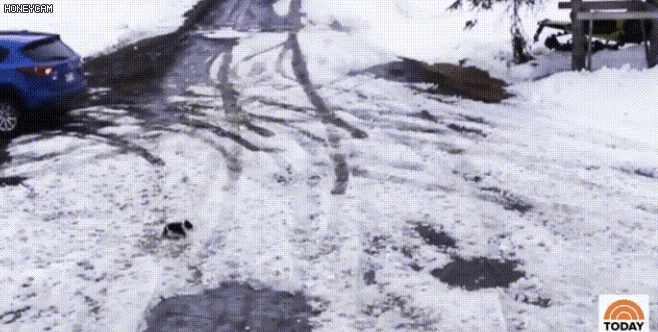 지능이 좋은 견종 | 인스티즈