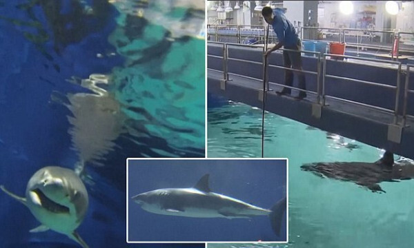 수족관에 백상아리가 없는 이유 | 인스티즈