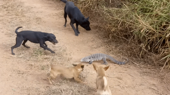 개5 vs 도마뱀1 싸움 | 인스티즈