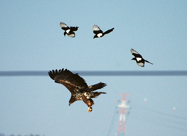 누가 자기 근처에서 뭘 먹는 것만 보면 눈이 돌아버리는 조류계의 조폭 | 인스티즈