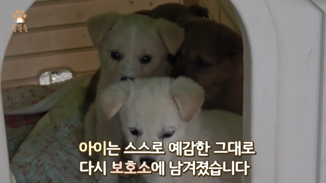 아무도 찾지 않는 믹스견 이야기 | 인스티즈