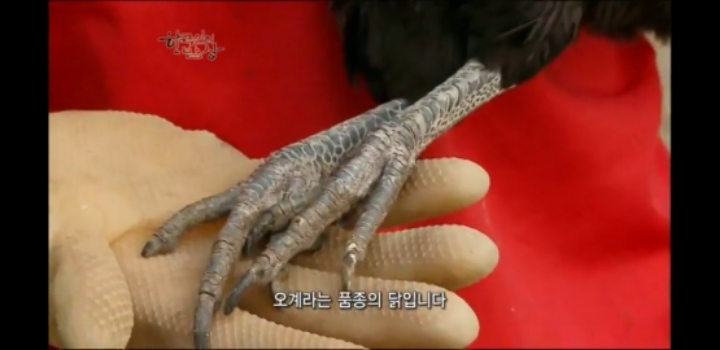 한국인의 밥상 삼계탕편 | 인스티즈