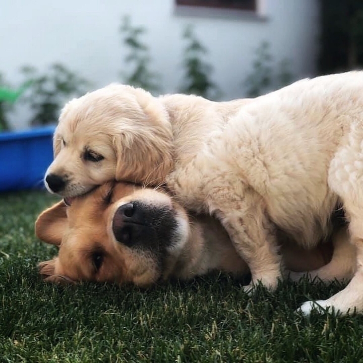 "골든 리트리버" 강아지(사진많음. 데이터주의) | 인스티즈