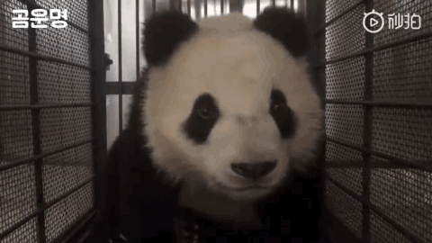 엄마곰이랑 강제로 헤어지는 아기곰 | 인스티즈