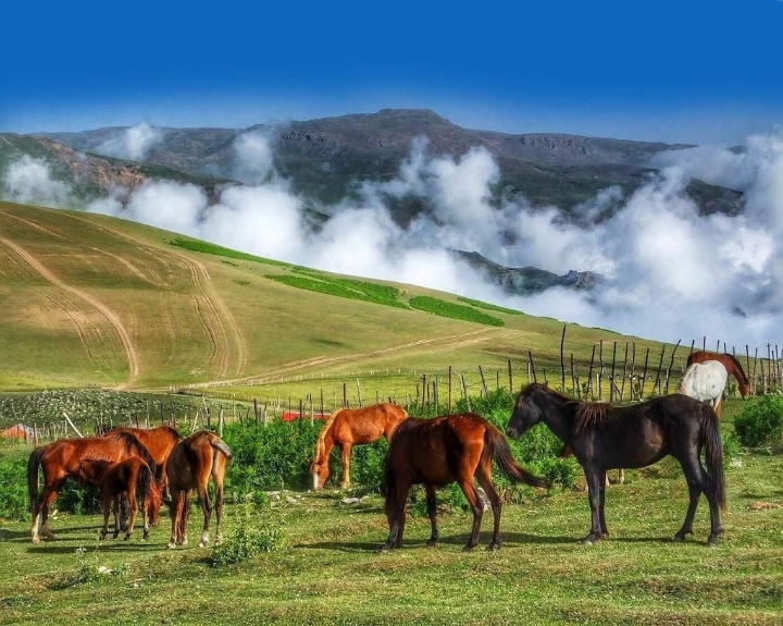 집 콕 세계여행 : 이란 | 인스티즈