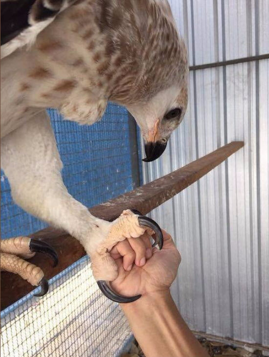 성인 남성 주먹과 비교해본 독수리 발톱 크기 | 인스티즈