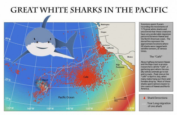 수족관에 백상아리가 없는 이유 | 인스티즈