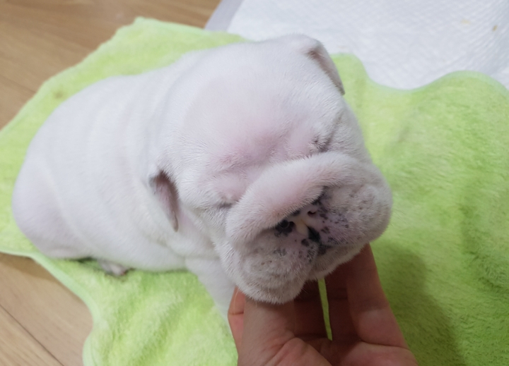 밥먹는하마 이미지