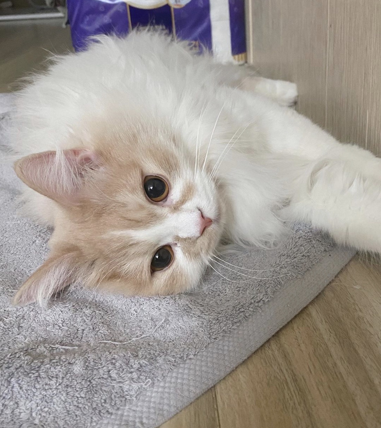 베베아카 이미지