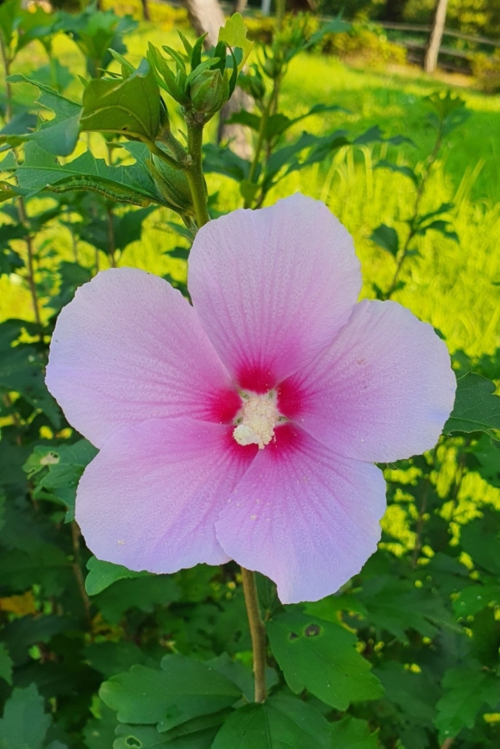 대명장화로 이미지