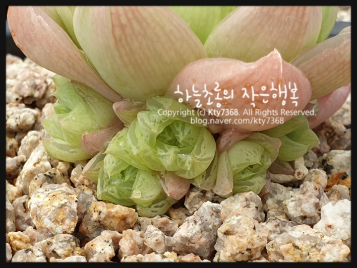 로지아 이미지