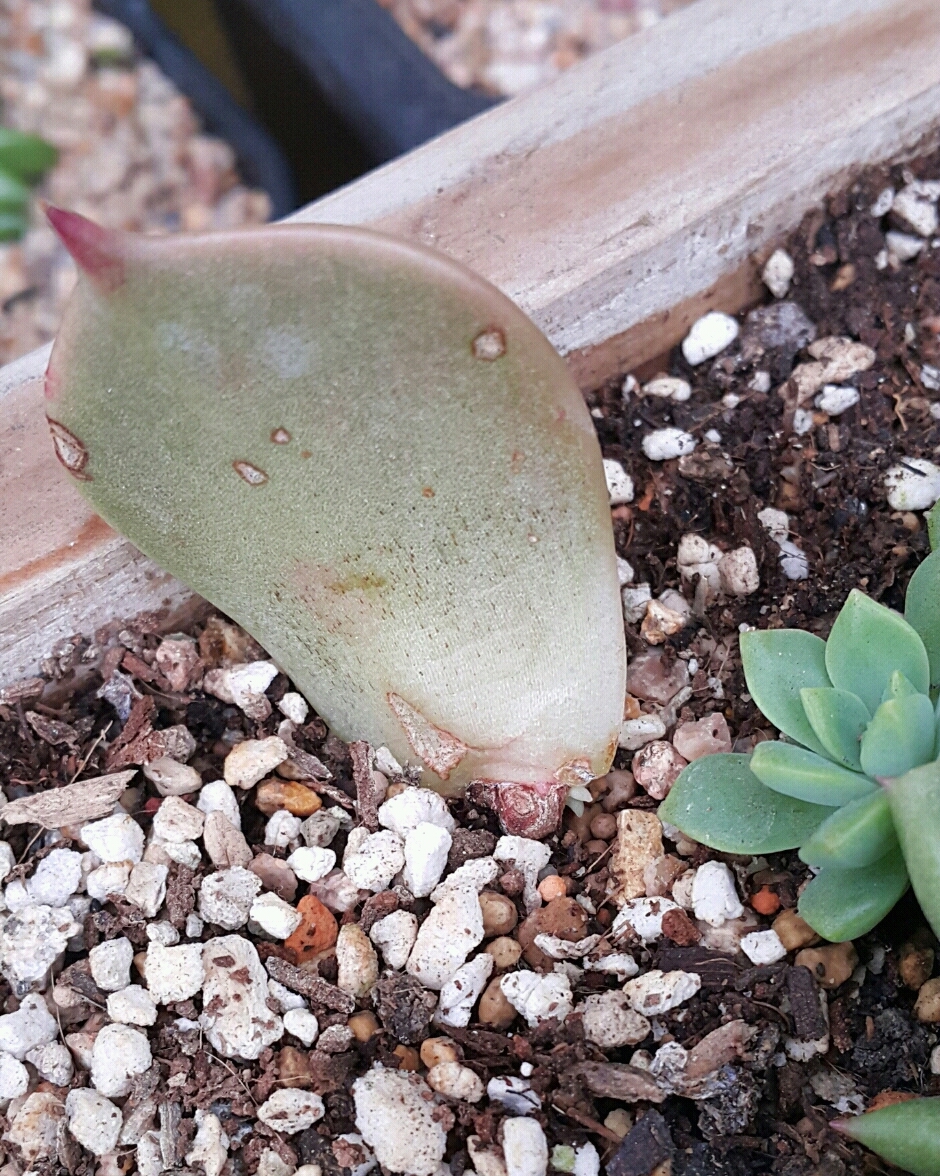 엘리아 이미지