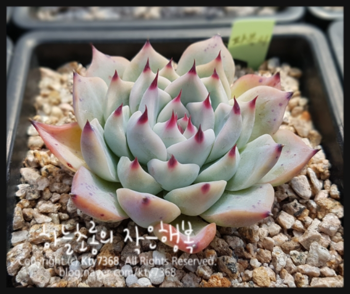 파블리 이미지