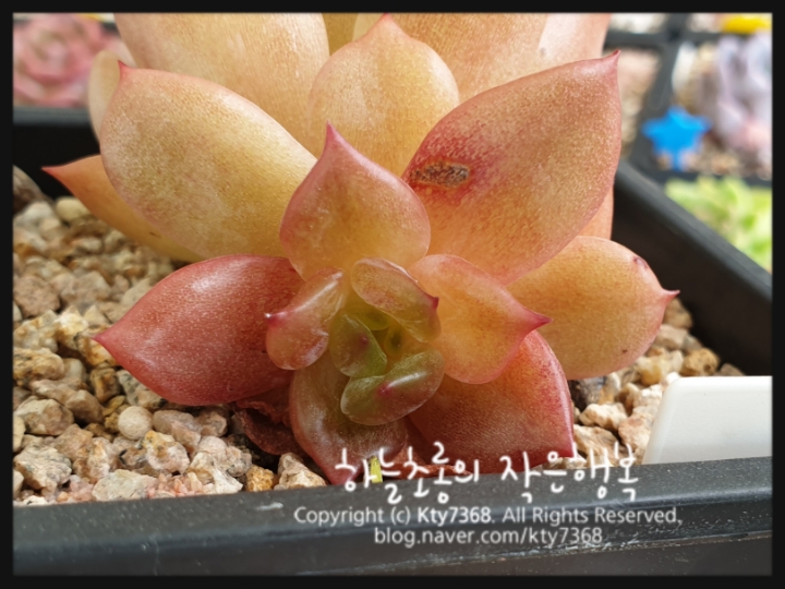 로즈베이 이미지
