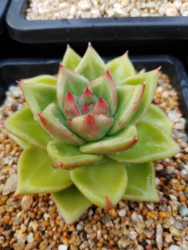 엘리아 이미지