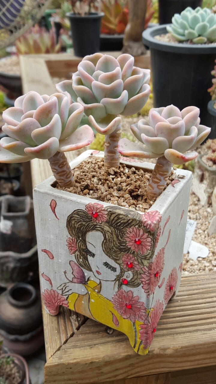 올펫 이미지