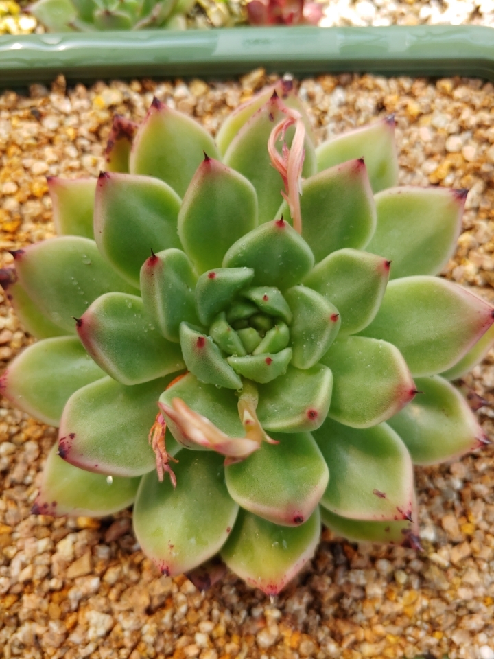엘리아 이미지