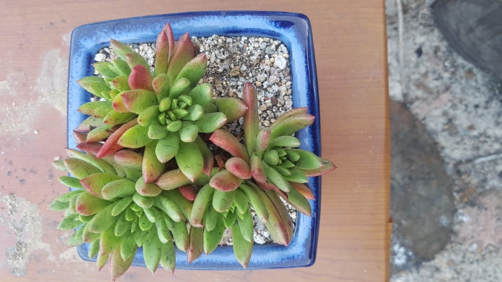 글라우 이미지