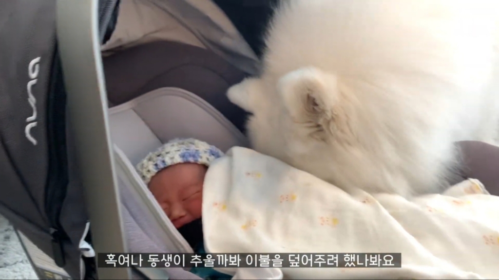 강아지들이 갓난아이를 보는 표정 | 인스티즈